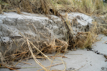 soil profile of land with soil layers of dirt, roots, organic matter, and plants in the bush and forest