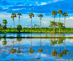 cocotiers dans une lagune en Asie avec leurs reflets sur l'eau
