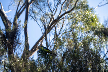 beautiful gum Trees and shrubs in the Australian bush forest. Gumtrees and native plants growing in Australia in spring. eucalyptus growing in a tall forest