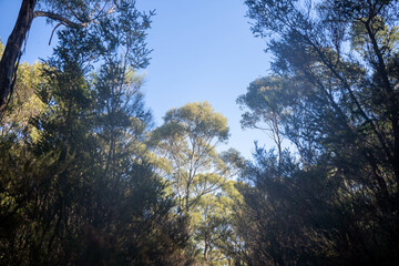 beautiful australian bush with trees, shrubs, grasses, with lots of different types, storing carbon in a  forest