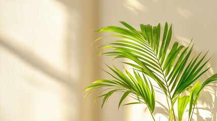 Minimalist indoor scene with a tropical palm plant in natural sunlight, casting beautiful shadows. Great for promoting eco-friendly and aesthetic lifestyles.