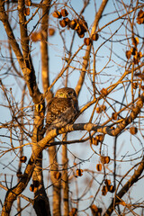 The pearl-spotted owlet (Glaucidium perlatum) is a small bird of prey found in sub-Saharan Africa,...
