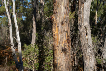 beautiful australian bush with trees, shrubs, grasses, with lots of different types, storing carbon in a  forest