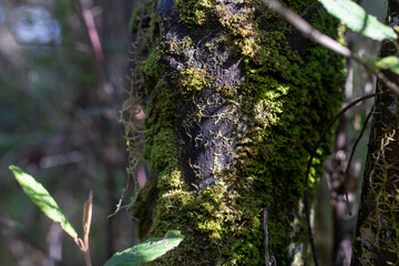 Close up of Mushrooms in the bush in Tasmania, Australia. in the forest