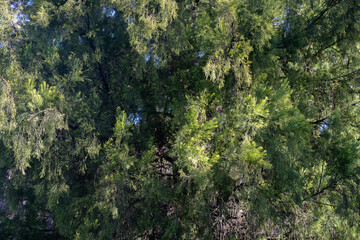 beautiful australian bush with trees, shrubs, grasses, with lots of different types, storing carbon in a  forest