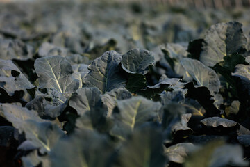 Jiujiang, China - November 2, 2024: Farmers grow vegetables in a greenhouse on an island in the middle of the Yangtze River. China is the world's largest producer and exporter of vegetables.