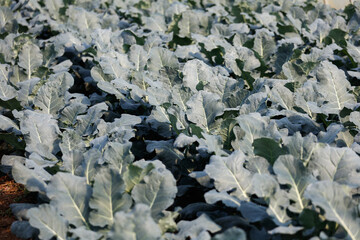 Jiujiang, China - November 2, 2024: Farmers grow vegetables in a greenhouse on an island in the middle of the Yangtze River. China is the world's largest producer and exporter of vegetables.