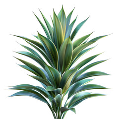 Obraz premium Isolated Yucca Leaf: Green and Striking Botanical Element for Natural Presentation