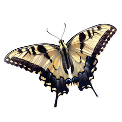 Zebra Swallowtail Butterfly: Beautiful Black and White Striped Insect Species in Nature
