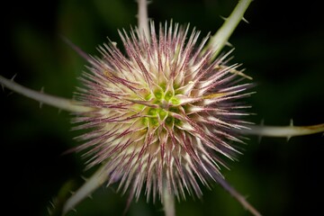 Close-up of a teasel flower with sharp spines and a blurred dark background