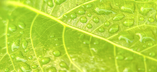 Close-up image captures the intricate details of a green leaf adorned with numerous water droplets. Closeup green leaf background photo with soft bokeh effect.
