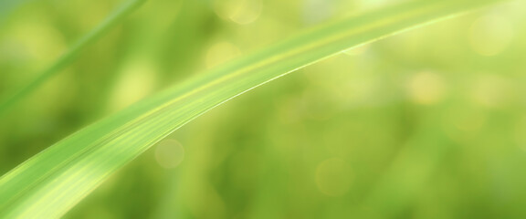 Single blade of grass in sharp focus against a gently blurred green background. Closeup green leaf background photo with soft bokeh effect.