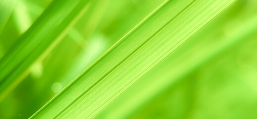 Macro photograph capturing the detailed texture of vibrant green blades of grass. Closeup green leaf background photo with soft bokeh effect.