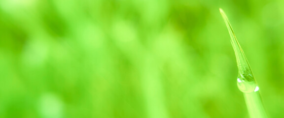 Close-up shot of a single blade of grass with a dewdrop on it, against a blurry green background. Closeup green leaf background photo with soft bokeh effect.
