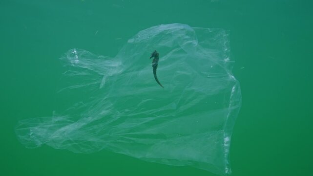Close up of Seahorse in plastic bag and drifts on the sea. Plastic pollution of ocean, discarded plastic bag floats with Sea horse inside on water column. Plastic debris of ocean killing animals