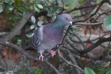 pigeon on a branch