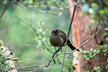 Captivating Close-Up of a Small Bird Perched on a Branch Surrounded by Lush Greenery in a Natural Habitat Setting, Perfect for Nature Lovers and Wildlife Photography Enthusiasts