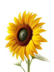 Obraz premium Bold Yellow Sunflower Isolated on transparent Background