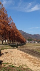 メタセコイア並木