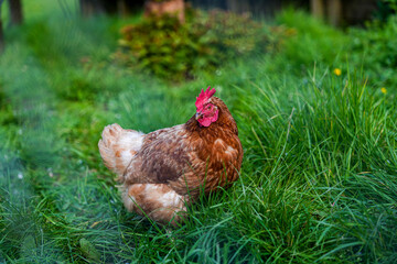 Brown hen foraging in lush green grass, showcasing the simplicity of farm life and the beauty of free-range poultry in a tranquil rural setting.