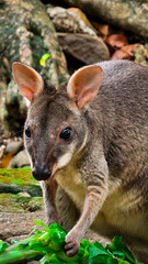 A close up of a wallaby eating its meal. Wallaby is endemic to Papua and looks like a small kangaroo. This animal is classified as a type of herbivore