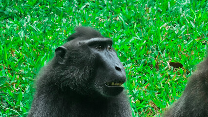 The Yaki or Wolai Monkey is endemic to the island of North Sulawesi, Indonesia. Yaki is characterized by its black body and pink rump.