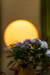 vibrant purple hydrangeas in the foreground with a warm, circular light resembling a setting sun in the background. The scene has a serene and elegant indoor ambiance, merging natural 