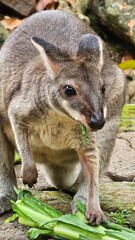 Naklejka premium A close up of a wallaby eating its meal. Wallaby is endemic to Papua and looks like a small kangaroo. This animal is classified as a type of herbivore