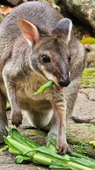 A close up of a wallaby eating its meal. Wallaby is endemic to Papua and looks like a small kangaroo. This animal is classified as a type of herbivore