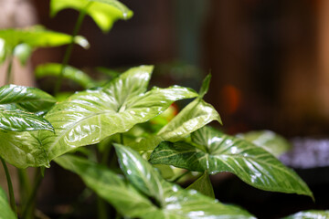 a close-up of vibrant green leaves with a waxy, reflective surface, set against a dark, blurred background. The lighting accentuates the natural vein patterns, creating a fresh, lively feel.