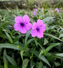 Purple in the garden