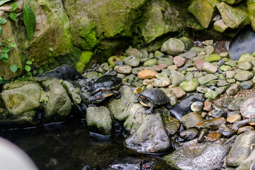turtles on the stone in the pond, beautiful photo