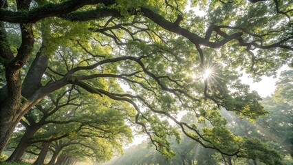 Dense foliage of old oak tree branches stretching towards the morning sky with sunlight filtering through, leaf morphology, morning light, branch details, sunlight, sun filter