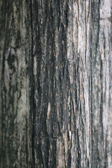 Obraz premium Bark skin texture background, nature hardwood