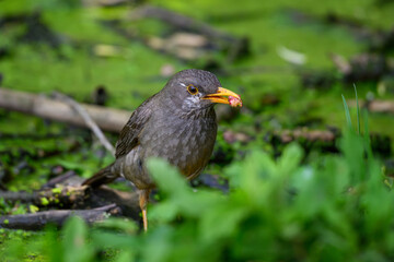 A Karoo thrush eating against a green background, Rietvlei nature Reserve, South Africa