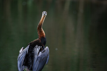 An African darter drying its wings, Rietvlei Nature Reserve, South Africa