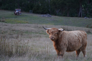 A highland cow standing in a field