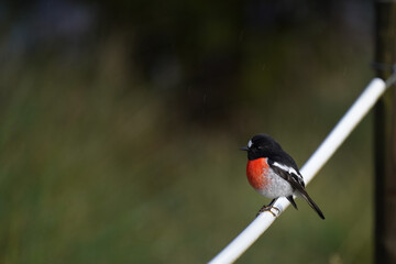 A scarlet robin on a fence in Mt Field National Park