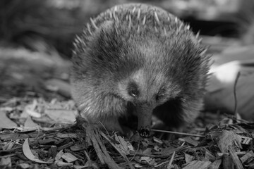 Close up of an Echidna in Tasmania