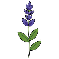 Sage flowers on on white background. Vector illustration of medical herb.