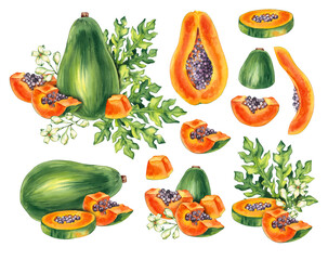 Watercolor papaya tropical fruit hand drawn isolated. Papaya illustration for packaging, textile, bernddesign etc. Papaya tropical fruit set