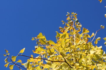 日本のイチョウの葉