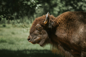 american bison