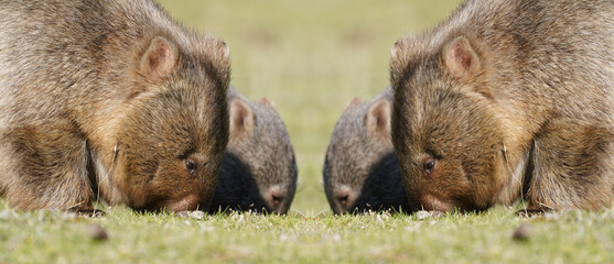 Two wombats and their joeys mirrored while grazing on grassy ground, Australian wildlife close-up