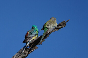 A pair of red rumped parrots on a branch in Toowoomba, Queensland