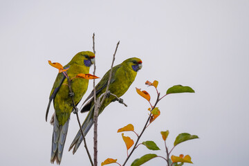 Two green rosella's in a tree