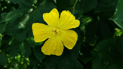 Luffa cylindrica yellow flower in the garden.