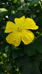 Luffa cylindrica yellow flower in the garden.