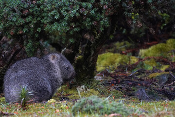 A wombat in the wilderness at Cradle Mountain National Park