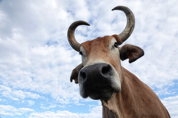 Portrait of a brown steer framed by a cloudy sky